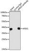 DNA-(apurinic or apyrimidinic site) lyase antibody, GTX35233, GeneTex, Immunoprecipitation image 