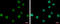 Nucleic Acid Binding Protein 1 antibody, GTX120292, GeneTex, Immunocytochemistry image 