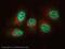 Lysine Demethylase 6A antibody, ab36938, Abcam, Immunofluorescence image 