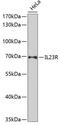 Interleukin 23 Receptor antibody, 16-448, ProSci, Western Blot image 