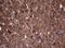 Visinin Like 1 antibody, MA5-26515, Invitrogen Antibodies, Immunohistochemistry frozen image 