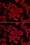 SLC20A2 antibody, LS-C334915, Lifespan Biosciences, Immunofluorescence image 