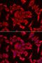 RAM-1 antibody, LS-C334915, Lifespan Biosciences, Immunofluorescence image 