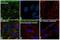 Ezrin antibody, PA5-37763, Invitrogen Antibodies, Immunofluorescence image 