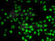 GA Binding Protein Transcription Factor Subunit Beta 1 antibody, A6909, ABclonal Technology, Immunofluorescence image 