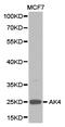 Adenylate Kinase 4 antibody, LS-C192690, Lifespan Biosciences, Western Blot image 