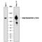 Golgi Glycoprotein 1 antibody, MAB78791, R&D Systems, Western Blot image 