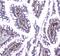 Glyoxalase I antibody, PA5-79315, Invitrogen Antibodies, Immunohistochemistry paraffin image 