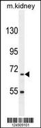 BUD13 Homolog antibody, 55-399, ProSci, Western Blot image 