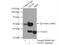 Ubiquitin Recognition Factor In ER Associated Degradation 1 antibody, 10615-1-AP, Proteintech Group, Immunoprecipitation image 