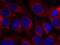 SHC-transforming protein 1 antibody, A00796-2, Boster Biological Technology, Immunofluorescence image 