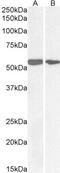 DNA Polymerase Delta Interacting Protein 2 antibody, 42-315, ProSci, Western Blot image 