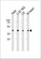 Gap Junction Protein Alpha 1 antibody, MBS9207828, MyBioSource, Western Blot image 