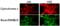 Diablo IAP-Binding Mitochondrial Protein antibody, ALX-804-333-C100, Enzo Life Sciences, Immunocytochemistry image 