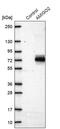 Adhesion Molecule With Ig Like Domain 2 antibody, PA5-62894, Invitrogen Antibodies, Western Blot image 