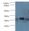 BCL10 Immune Signaling Adaptor antibody, MBS1495817, MyBioSource, Western Blot image 