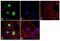 E3 ubiquitin-protein ligase SMURF2 antibody, 711323, Invitrogen Antibodies, Immunofluorescence image 