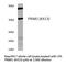 p49 antibody, AP21164PU-N, Origene, Western Blot image 