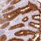 Mucin 5AC, Oligomeric Mucus/Gel-Forming antibody, NBP2-31986, Novus Biologicals, Immunohistochemistry frozen image 