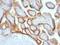 HCG antibody, M30373, Boster Biological Technology, Immunohistochemistry frozen image 