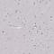 Apoptosis Inducing Factor Mitochondria Associated 1 antibody, HPA030611, Atlas Antibodies, Immunohistochemistry frozen image 