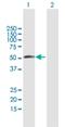 RNA Binding Motif Protein 23 antibody, H00055147-B01P, Novus Biologicals, Western Blot image 