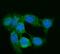 G Protein Subunit Gamma 2 antibody, M06975-1, Boster Biological Technology, Immunofluorescence image 