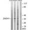 Prostaglandin Reductase 2 antibody, A10106-1, Boster Biological Technology, Western Blot image 
