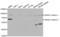 ASH2 Like, Histone Lysine Methyltransferase Complex Subunit antibody, LS-C334035, Lifespan Biosciences, Western Blot image 