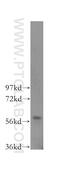 Target of EGR1 protein 1 antibody, 16203-1-AP, Proteintech Group, Western Blot image 