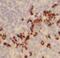 KLRD1 antibody, FNab01509, FineTest, Immunohistochemistry paraffin image 