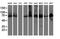 Protein Disulfide Isomerase Family A Member 4 antibody, MA5-25824, Invitrogen Antibodies, Western Blot image 