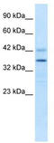 Proline Rich 7, Synaptic antibody, TA337964, Origene, Western Blot image 