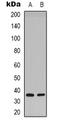 Syntaxin 1A antibody, orb338874, Biorbyt, Western Blot image 