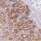 Pyridoxal Dependent Decarboxylase Domain Containing 1 antibody, NBP2-30594, Novus Biologicals, Immunohistochemistry frozen image 