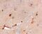 Cystatin C antibody, ab109508, Abcam, Immunohistochemistry paraffin image 