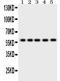 Occludin antibody, RP1057, Boster Biological Technology, Western Blot image 