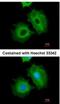 Aldehyde Dehydrogenase 1 Family Member A1 antibody, NBP2-15336, Novus Biologicals, Immunofluorescence image 