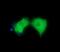 HGS antibody, NBP2-45734, Novus Biologicals, Immunofluorescence image 