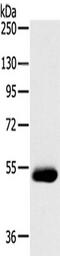 Serine Incorporator 4 antibody, TA351655, Origene, Western Blot image 