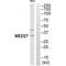 Mediator Complex Subunit 27 antibody, A10484, Boster Biological Technology, Western Blot image 