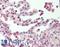 Splicing Factor 1 antibody, LS-B10256, Lifespan Biosciences, Immunohistochemistry paraffin image 