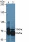 RGD-CAP antibody, LS-C296768, Lifespan Biosciences, Western Blot image 