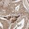 Methylmalonyl-CoA Mutase antibody, NBP2-34024, Novus Biologicals, Immunohistochemistry frozen image 