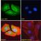 Latexin antibody, 45-825, ProSci, Western Blot image 