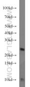 Transmembrane P24 Trafficking Protein 3 antibody, 21902-1-AP, Proteintech Group, Western Blot image 