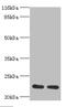 RAS Like Estrogen Regulated Growth Inhibitor antibody, orb351357, Biorbyt, Western Blot image 