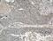 Cystathionine Gamma-Lyase antibody, 60234-1-Ig, Proteintech Group, Immunohistochemistry frozen image 