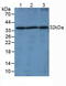 Lymphotoxin Beta antibody, LS-C723965, Lifespan Biosciences, Western Blot image 