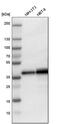 LIM And SH3 Protein 1 antibody, PA5-52907, Invitrogen Antibodies, Western Blot image 